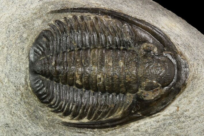 Huge, Cornuproetus Trilobite Fossil - Morocco #120055